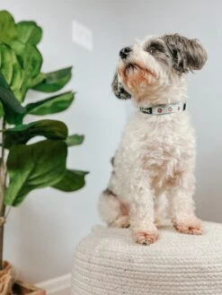 Dog Collar - Sweets & Pawfee -Furfinity Cheap Shop AMB23SP HAVANESEMORNING 12