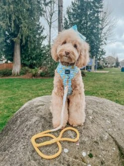 Dog Rope Leash - Lemon Drop -Furfinity Cheap Shop AMB23 ALL ABOUT AZELLA