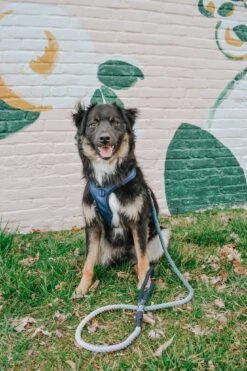 Dog Rope Leash - Oasis -Furfinity Cheap Shop AMB23 BOOMER ce4f1dc5 7522 442d ba32 9f2831b116e3