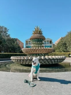 Dog Sailor Bow - Napa -Furfinity Cheap Shop AMB23 CASEYTHEPYRMIX 2