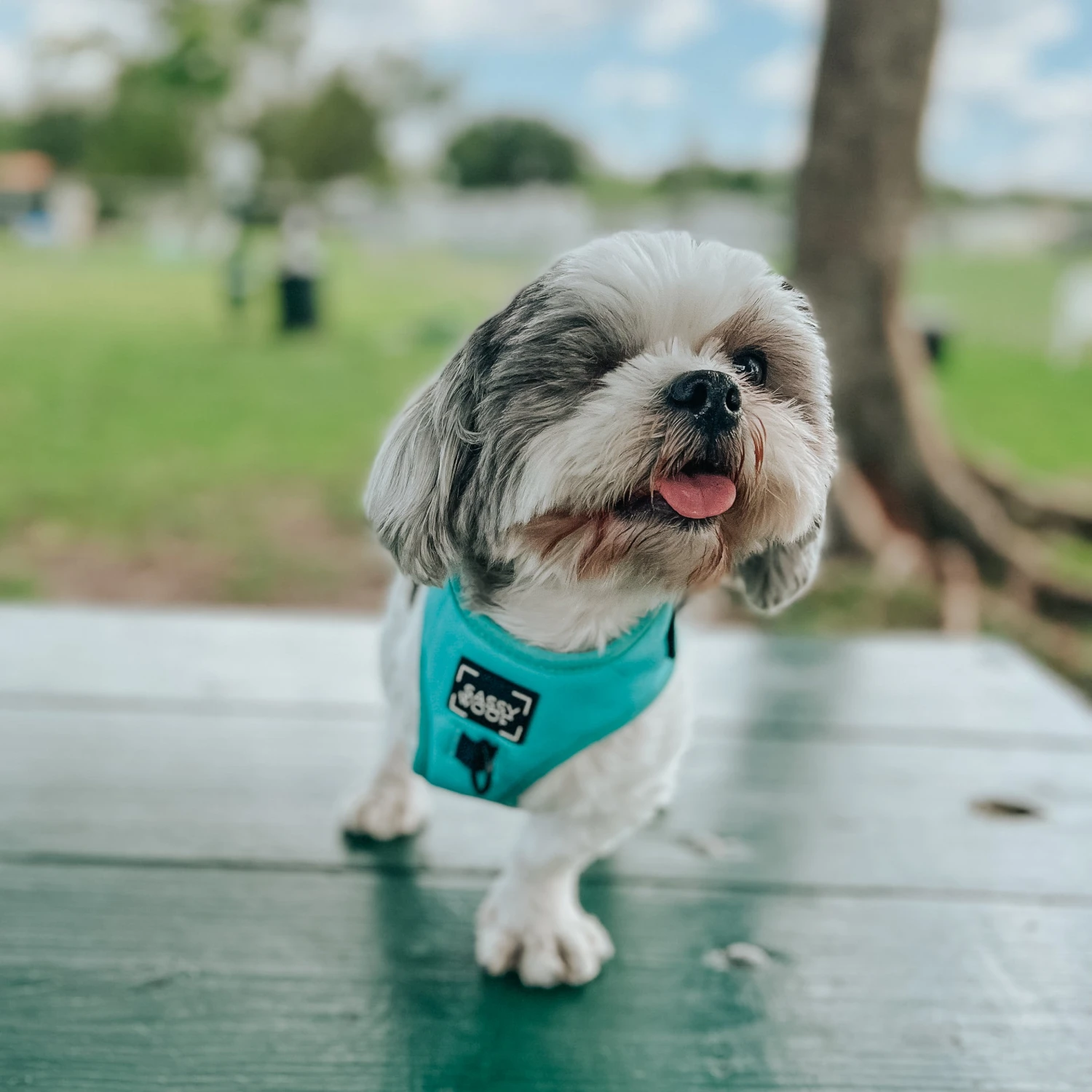 Dog Adjustable Harness - Neon Blue 16 Dog Adjustable Harness - Neon Blue - Image 14