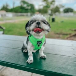 Dog Adjustable Harness - Neon Green 31 Dog Adjustable Harness - Neon Green -Furfinity Cheap Shop AMB23 DECLAN THE ONE EYED TRIPAWD 5