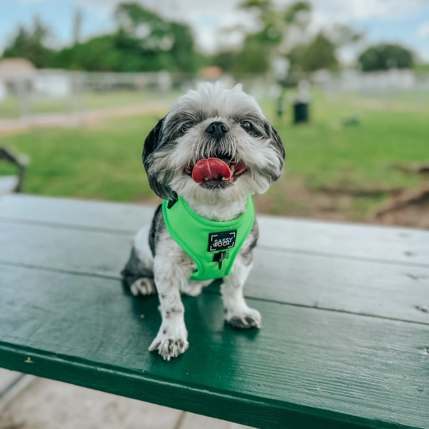 Dog Adjustable Harness - Neon Green 17 Dog Adjustable Harness - Neon Green - Image 15