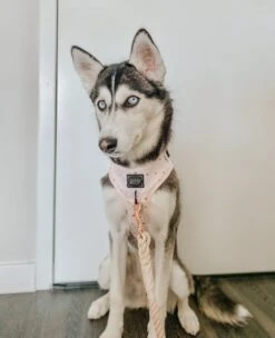 Dog Rope Leash - Pearly -Furfinity Cheap Shop AMB23 EMMITHEHUSKYY 1