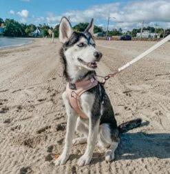 Dog Adjustable Harness - Pinot -Furfinity Cheap Shop AMB23 EMMITHEHUSKYY 3