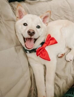 Dog Sailor Bow - Merlot -Furfinity Cheap Shop AMB23 EUREKAPAWS 4