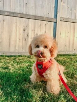 Dog Four Piece Bundle - Merlot -Furfinity Cheap Shop AMB23 FARFLEPALOOZA 03 83e4dab0 df21 49a0 b002 1220f49ca26a