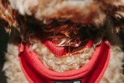 Dog Collar - Merlot -Furfinity Cheap Shop AMB23 FARFLEPALOOZA 04 0a123879 9ced 436c 9714 4181ca1718bf