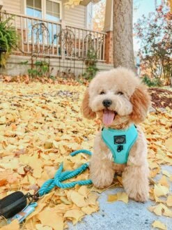 Dog Rope Leash - Neon Blue -Furfinity Cheap Shop AMB23 FARFLEPALOOZA 04 a83e159a 3723 4990 888c 47a007f1effd