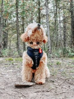 Dog Collar - Baby Got Black -Furfinity Cheap Shop AMB23 FARFLEPALOOZA 06 864ddb90 61a4 4389 8f62 4c925cdf8a33