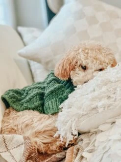 Dog Cable Knit Sweater - Dark Green -Furfinity Cheap Shop AMB23 FARFLEPALOOZA 08 29b36f28 d6ea 4688 93b5 0a8d51cf924b