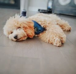 Dog Adjustable Harness - Twilight -Furfinity Cheap Shop AMB23 FARFLEPALOOZA 09 5185947f 6694 4145 9929 613c4ba3a2b0