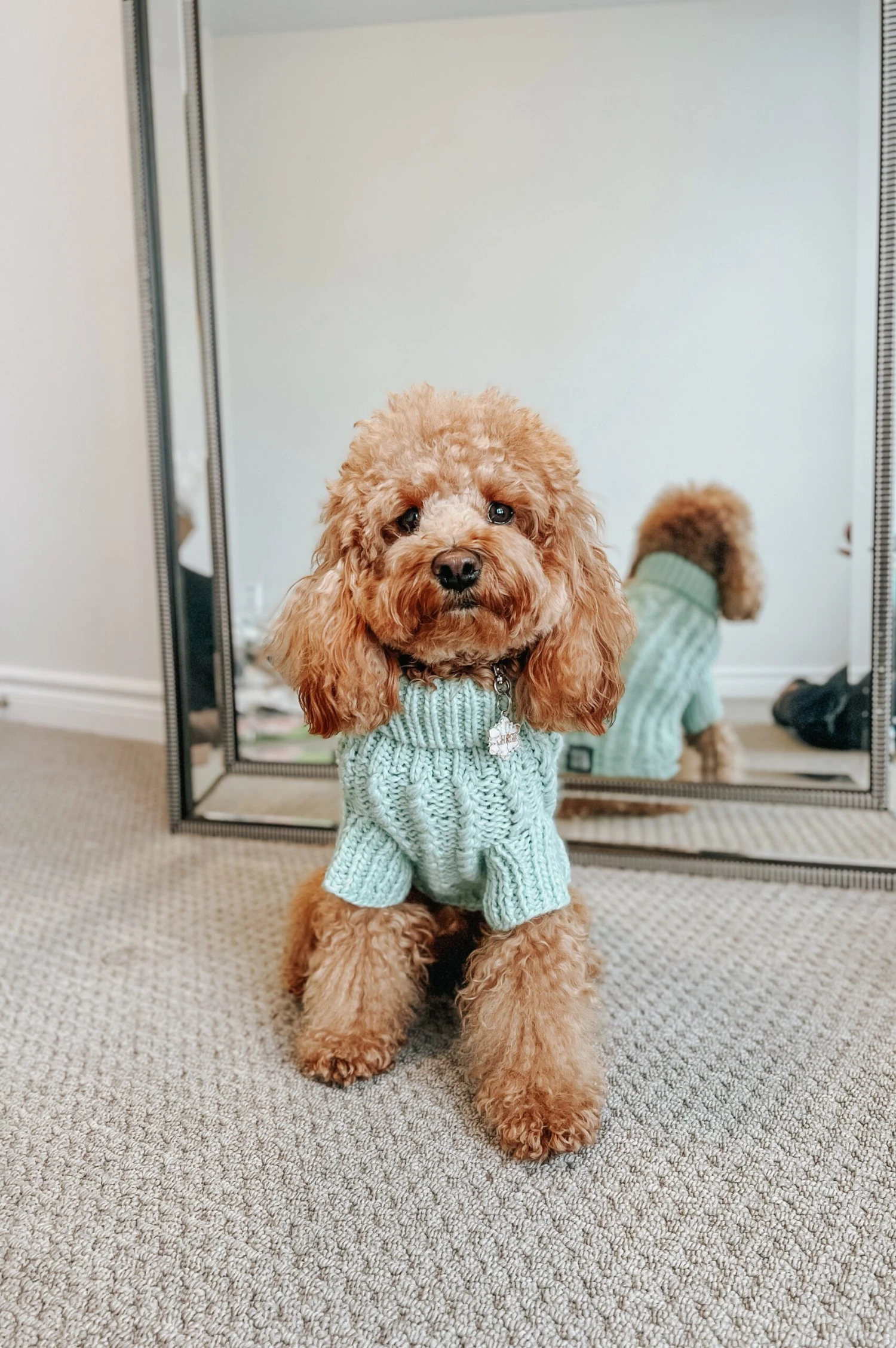 Dog Cable Knit Sweater - Mint 8 Dog Cable Knit Sweater - Mint - Image 6