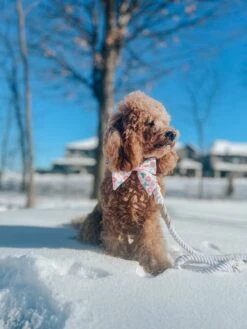 Hands Free Rope Leash - Dove -Furfinity Cheap Shop AMB23 GEORGIE.THECAVAPOO 4 658fb2a6 8389 4a9f 97b8 716cc085fb38