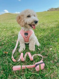 Dog Waste Bag Holder - Dolce Rose -Furfinity Cheap Shop AMB23 GOLDENDAYSWITHMYDOODLE 1 09e8eb8e 2e90 4de3 8f1d 3df9d8c57e35