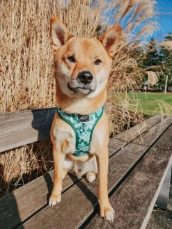 Dog Adjustable Harness - Verano 41 Dog Adjustable Harness - Verano -Furfinity Cheap Shop AMB23 HACHI.HIBACHI 2