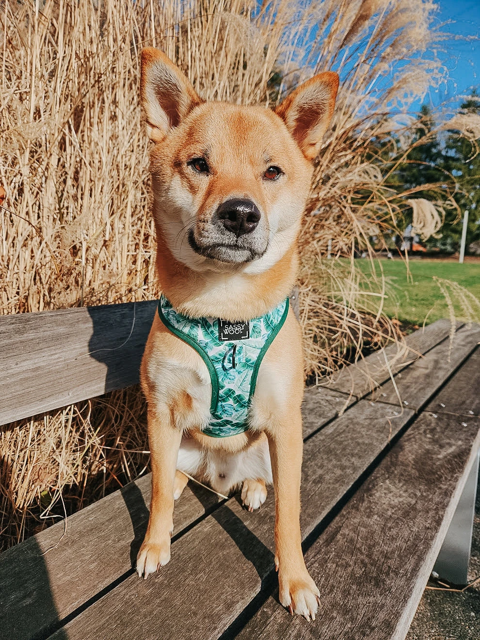 Dog Adjustable Harness - Verano 22 Dog Adjustable Harness - Verano - Image 20