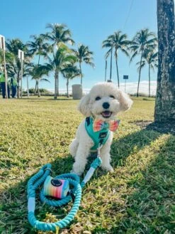 Dog Adjustable Harness - Neon Blue 33 Dog Adjustable Harness - Neon Blue -Furfinity Cheap Shop AMB23 LILCOCOSTAR 1