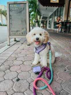 Dog Rope Leash - Madeline -Furfinity Cheap Shop AMB23 LILCOCOSTAR 2 254e8244 d02d 4986 b9c4 6f92a55d5b99