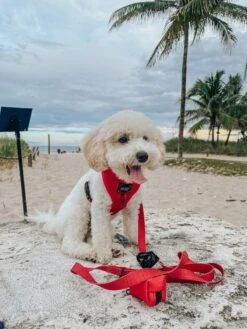 Dog Waste Bag Holder - Merlot -Furfinity Cheap Shop AMB23 LILCOCOSTAR 3 94889f7b 84c4 4ea4 8362 a594d373b1be