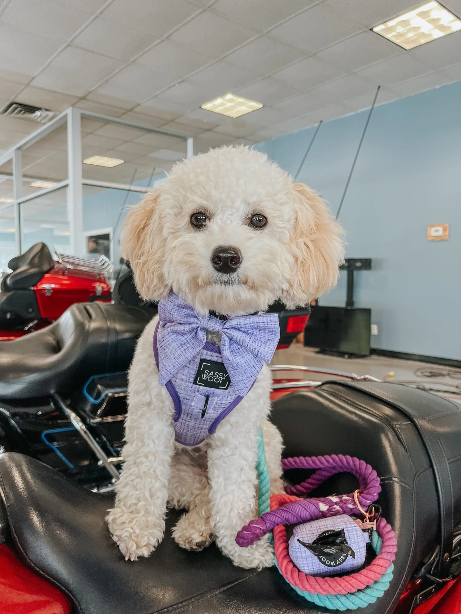 Dog Sailor Bow - Aurora 9 Dog Sailor Bow - Aurora - Image 7