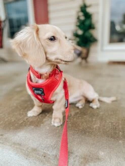 Dog Collar - Merlot -Furfinity Cheap Shop AMB23 LITTLEPHEEBSTHEWEEN 1 6adc415b 75d3 49e1 8771 3b11eceba7a8