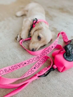 Dog Waste Bag Holder - Neon Pink 13 Dog Waste Bag Holder - Neon Pink -Furfinity Cheap Shop AMB23 LITTLEPHEEBSTHEWEEN 6 1