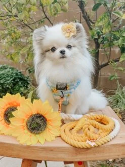 Dog Rope Leash - Lemon Drop -Furfinity Cheap Shop AMB23 LUNATHEPOMBABY