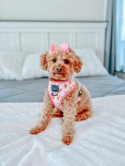 Dog Reversible Harness - Dolce Rose 32 Dog Reversible Harness - Dolce Rose -Furfinity Cheap Shop AMB23 MAISEYJANE21 1