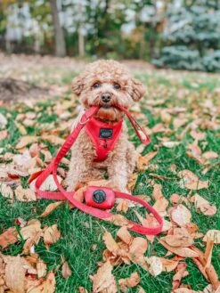 Dog Leash - Merlot 31 Dog Leash - Merlot -Furfinity Cheap Shop AMB23 MAISEYJANE21 3