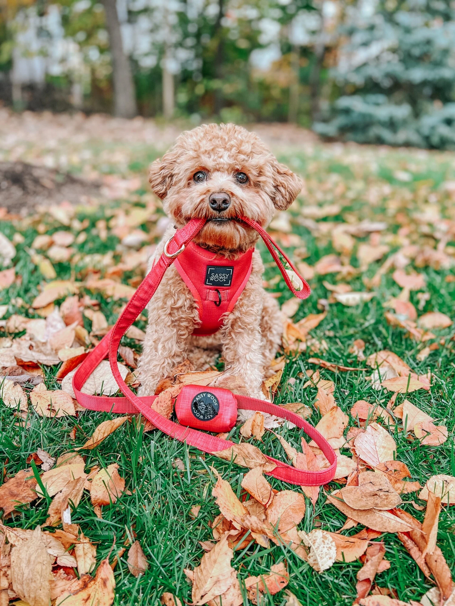Dog Leash - Merlot 17 Dog Leash - Merlot - Image 15