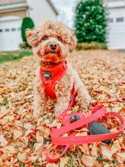 Dog Four Piece Bundle - Merlot -Furfinity Cheap Shop AMB23 MAISEYJANE21 6