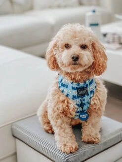 Dog Collar Tag - Mama's Boy -Furfinity Cheap Shop AMB23 MAMAS FARFLEPALOOZA 4