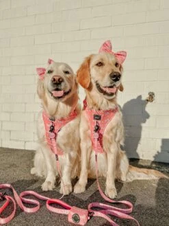 Dog Collar Tag - Mama's Girl -Furfinity Cheap Shop AMB23 MAMAS GVL GOLDEN GIRLS 5 3727a965 7795 4d7d 92aa e643299c23c4