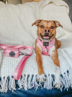 Dog Collar Tag - Mama's Girl -Furfinity Cheap Shop AMB23 MAMAS LITTLEWIGGLYWRIGLEY 5of7