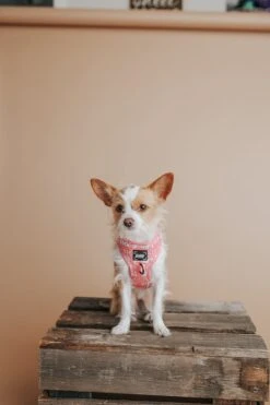 Dog Collar Tag - Mama's Girl -Furfinity Cheap Shop AMB23 MAMAS LOVEMIDGEXOXO 7 154570b9 d419 400d aa6d f8dcc9326ae6