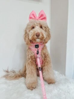 Dog Collar Tag - Mama's Girl -Furfinity Cheap Shop AMB23 MAMA ALL ABOUT AZELLA 3