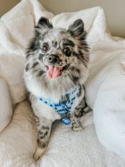 Dog Collar Tag - Mama's Boy -Furfinity Cheap Shop AMB23 MAMA BABY BLUE MERLE 4 7ac556eb 343a 45bd 9dc1 6991fee2e629