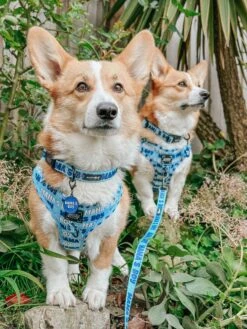 Dog Collar Tag - Mama's Boy -Furfinity Cheap Shop AMB23 MAMA CAPTAINANDTONY 2