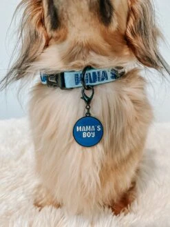 Dog Collar Tag - Mama's Boy -Furfinity Cheap Shop AMB23 MAMA DASH THEDOXIE 3 2582dc14 49d5 4b86 8c41 bef2d75b2b02