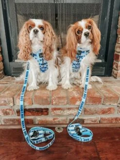 Dog Collar Tag - Mama's Boy -Furfinity Cheap Shop AMB23 MAMA GOODGOLLYMR.OLLIE 3 b7619435 c7a7 4521 b46f 5e36fc26d702