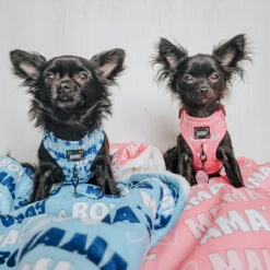 Dog Collar Tag - Mama's Girl -Furfinity Cheap Shop AMB23 MAMA ITSTITANSLIFE 2 a74dfd91 87ec 458e b03f 44e54eb46213