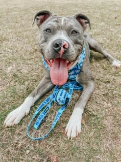 Dog Collar Tag - Mama's Boy -Furfinity Cheap Shop AMB23 MAMA JASPER THEMERLE 1