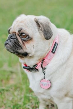 Dog Collar Tag - Mama's Girl -Furfinity Cheap Shop AMB23 MAMA LITTLEMISSYTHEPUG 1 2160e9e4 a675 4a3e 95ab ff5a07833c75