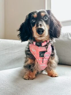 Dog Collar Tag - Mama's Girl -Furfinity Cheap Shop AMB23 MAMA MARTHAMAYAWASHINGTON 2 3ec0ab6c 78a1 4d21 a2ad 30963e53fa44