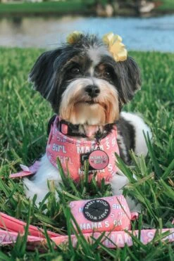 Dog Collar Tag - Mama's Girl -Furfinity Cheap Shop AMB23 MAMA MOCHI.LAYORKIE 04 cbdc8c52 20d4 47e7 a971 eb09192fd79c
