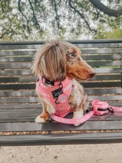 Dog Collar Tag - Mama's Girl -Furfinity Cheap Shop AMB23 MAMA MOCHI THEMINIDAPPLE 2 e0e1ae3e 505f 42d3 b9ed cbf6c7155fbf