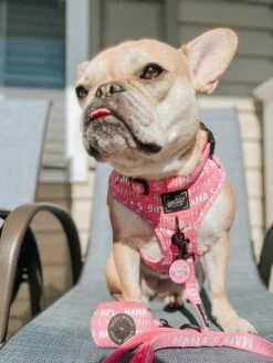 Dog Collar Tag - Mama's Girl -Furfinity Cheap Shop AMB23 MAMA PAIROF2FRENCHBULLS 2