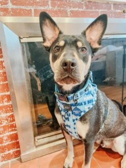 Dog Collar Tag - Mama's Boy -Furfinity Cheap Shop AMB23 MAMA REXAPOLLO 1 688348f9 ac66 49de a93d d1ae429f7ee8