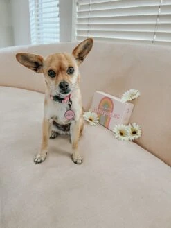 Dog Collar Tag - Mama's Girl -Furfinity Cheap Shop AMB23 MAMA SALTEDCARMYLATTE 2